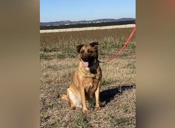 Asha - Neugierige Frohnatur sucht ihren Prinzessinnenplatz
