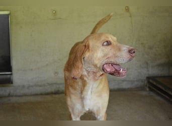 Dioneo - nur ein....!