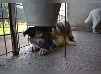 Quorivah - Kleines Hundemädchen, was nun?