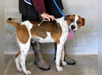 Olli - Quirliges Hundekind braucht dringend Familie