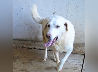 Arriel - aller guten Dinge sind drei