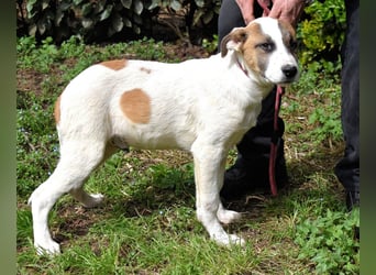 Elenio - SOS - Dringend neue Pflegestelle oder ein Zuhause gesucht - Ein leuchtendes Fellknäuel