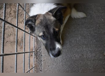 Quorivah - Kleines Hundemädchen, was nun?