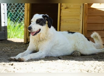 Marni - Dieses Herz hat schon zu lange gewartet