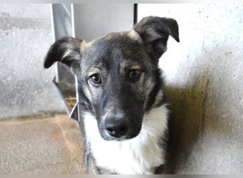 Quelisia - Kleines Schwesterchen, was nun?