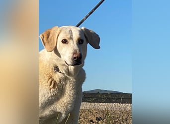 Patty - Vorsichtig auf den Pfoten, groß im Herzen