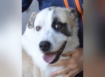 Dayra - freundlich, sanft und bereit für ein schönes Zuhause