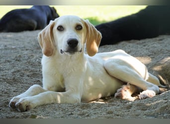 Deddy -  Mit neugierigen Pfoten ins Leben