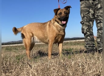 Asha - Neugierige Frohnatur sucht ihren Prinzessinnenplatz