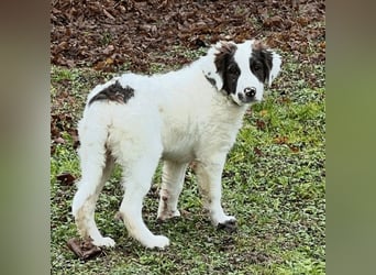 Ingo -  Neunmal werden wir noch wach...