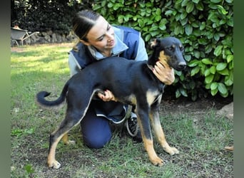 Drifa - vorsichtiges Hundemädchen auf der Suche nach Geborgenheit