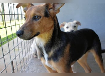 Bastrel - bereit für die Klasse "Zuhause"