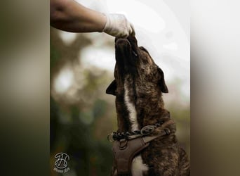 Ludwig - Nur Mädchen erlaubt