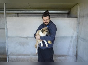 Quivira - Kleines Hundekind, was nun?