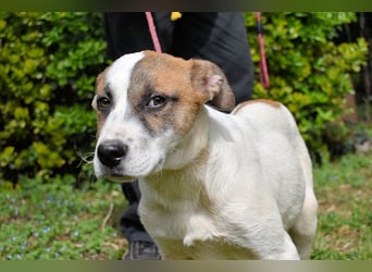 Elenio - SOS - Dringend neue Pflegestelle oder ein Zuhause gesucht - Ein leuchtendes Fellknäuel