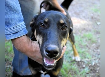 Domitia - neugierige Junghündin mit sanftem Wesen