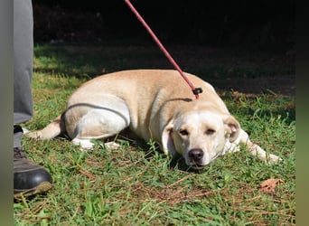 Hughie - macht ein Freundschaftsangebot