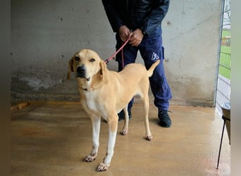 Wiper - Menschisch A1 - Wiper sucht Lehrer