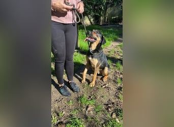 Robin - (Dringend Zuhause oder Pflegestelle gesucht) Ein unbeschriebenes Blatt...