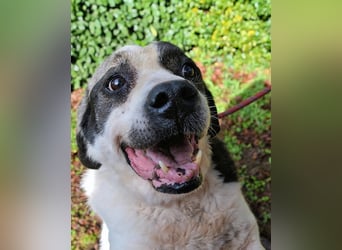 Poldino - Talent zum Seelenhund