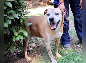 Rinaldo - Gold-Senior sucht dringend Zuhause