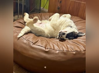 Ingo -  Neunmal werden wir noch wach...