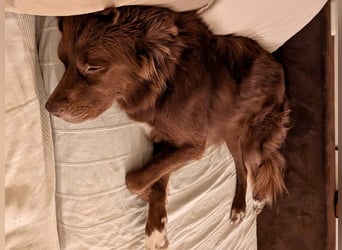 Eurialo - SOS - Dringend Pflegestelle oder neues Zuhause gesucht/Wenn du alles verlierst