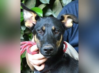 Drifa - vorsichtiges Hundemädchen auf der Suche nach Geborgenheit