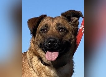 Asha - Neugierige Frohnatur sucht ihren Prinzessinnenplatz