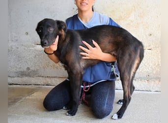 Ouzo - "Und wenn sie nicht weg sind......