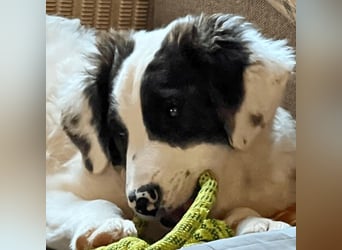 Ingo -  Neunmal werden wir noch wach...