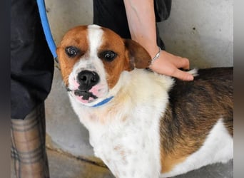 Olli - Quirliges Hundekind braucht dringend Familie