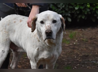 Ginko - SOS - Drei Brüder in großer Not