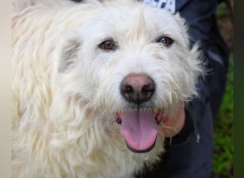 Gatsby - Der große Gatsby sucht seine Daisy