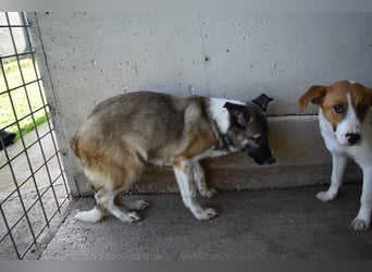 Quorivah - Kleines Hundemädchen, was nun?