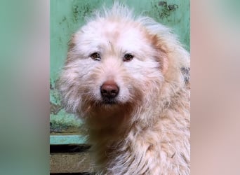 Lynnette - Power-Hündin sucht sportliches Zuhause