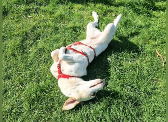 Deddy -  Mit neugierigen Pfoten ins Leben