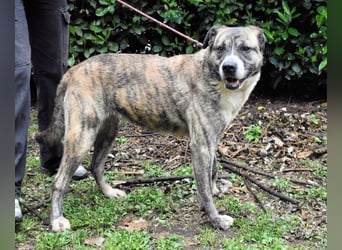 Fionella - Tigerchen sucht Familie