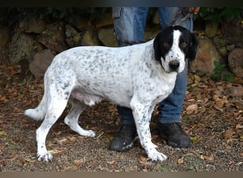 Demetrius - SOS - Sensibler Hund in großer Not