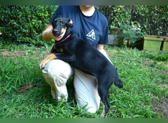 Drifa - vorsichtiges Hundemädchen auf der Suche nach Geborgenheit