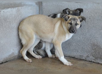 Quivira - Kleines Hundekind, was nun?