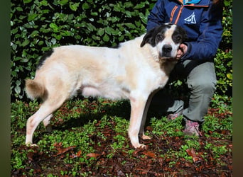 Poldino - Talent zum Seelenhund