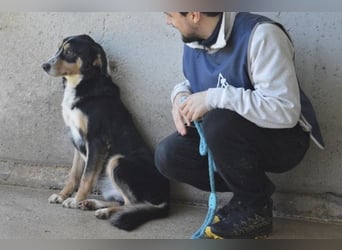 Aroldo - Sanfter Rüde sucht sein Lebensglück