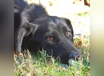 Saffiro - Ein Schritt Richtung Hundeglück