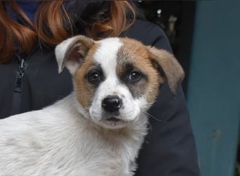 Elenio - SOS - Dringend neue Pflegestelle oder ein Zuhause gesucht - Ein leuchtendes Fellknäuel