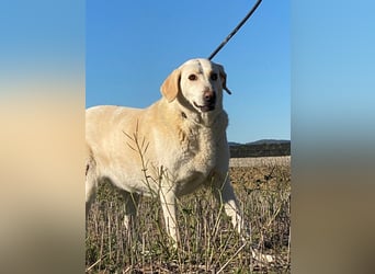 Patty - Vorsichtig auf den Pfoten, groß im Herzen