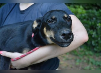 Drifa - vorsichtiges Hundemädchen auf der Suche nach Geborgenheit