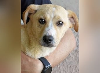 Rodrigue - Ein Anfang, der nie kam