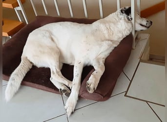 Gina - SOS - Dringend neues Zuhause oder Pflegestelle gesucht - Auch sie droht alles zu verlieren