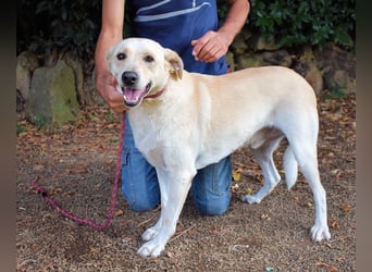 Hughie - macht ein Freundschaftsangebot